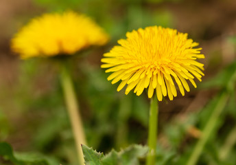 Yellow dandelion flowers in the park
