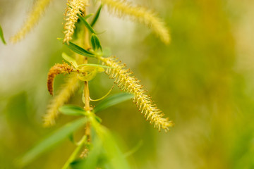 Flowers from a willow tree in nature