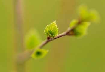 Young green leaves on a tree in spring