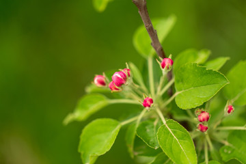 Flowers on the branches of apple trees in spring