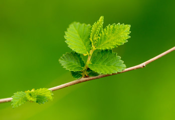 Young green leaves on a tree in spring