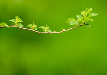 Young green leaves on a tree in spring
