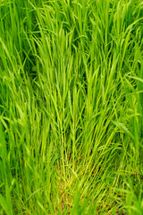 Green grass on nature as background