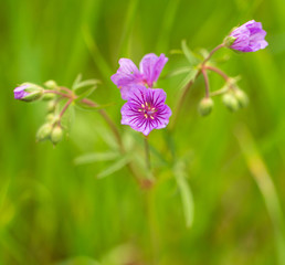 Small pink flower in nature