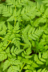 Green carrot leaves in a vegetable garden as background