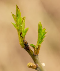 Young green leaves on a tree in spring