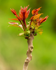 Young red leaves on the branches of a tree in nature