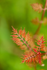 Young red leaves on the branches of a tree in nature