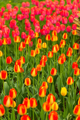Multicolored tulips in the park as a background