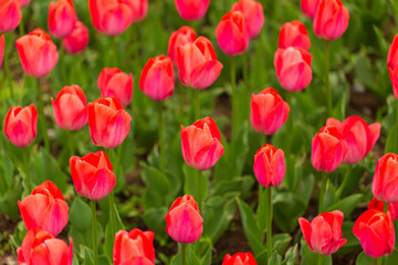 Pink tulips in the park as background