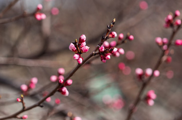 Red flowers on apricot branches in spring