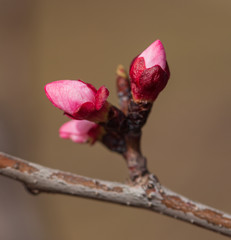 Red flowers on apricot branches in spring
