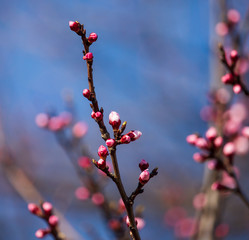 Red flowers on apricot branches in spring