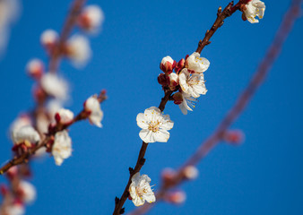 Red flowers on apricot branches in spring