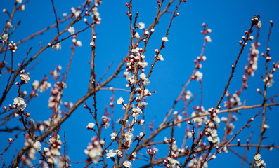 Red flowers on apricot branches in spring