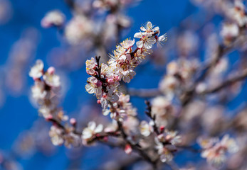 Red flowers on apricot branches in spring
