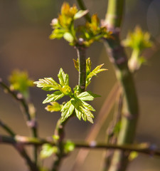 Young green leaves on a tree in spring