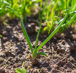 Green onions in the garden