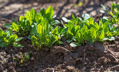 Green leaves of sorrel in the garden