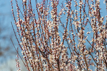 Red flowers on apricot branches in spring