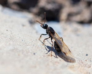 Ant with wings on the ground