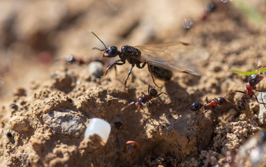 Ant with wings on the ground