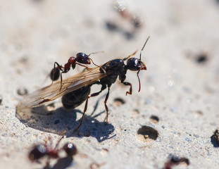 Ant with wings on the ground