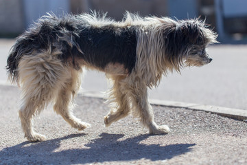 The dog runs along the sidewalk in the park