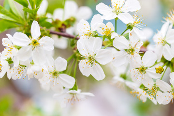 Flowers on the branches of cherry in spring