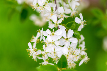 Flowers on the branches of cherry in spring