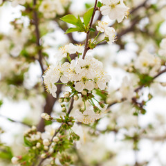 Obraz premium Flowers on the branches of cherry in spring