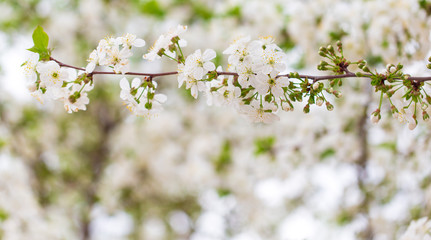 Flowers on the branches of cherry in spring