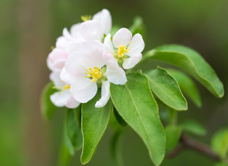 Flowers on the branches of apple trees in spring