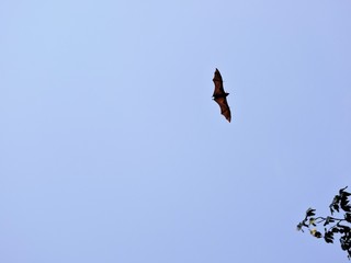 Fledermaus im Flug