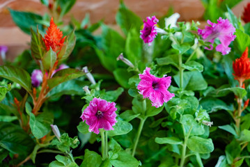 colorful petunia flowers on green leaves background