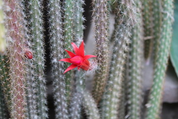 Naturaleza