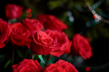 Fototapeta na wymiar red roses on a dark background. Abstract background