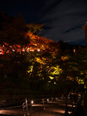 Kiyomizu-dera , red autumn leaves autumn light up at night, Kyoto, Japan