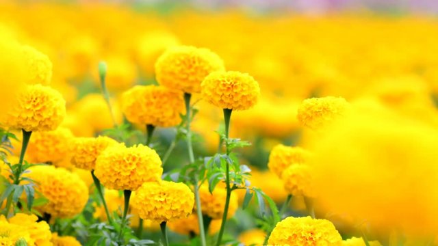 Beautiful marigold flower field with full blooming marigold 