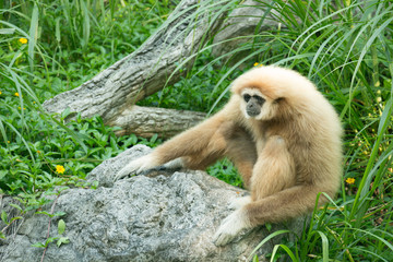 The monkey sitting in the park