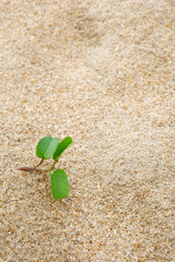 green plant on the beach with copy space.