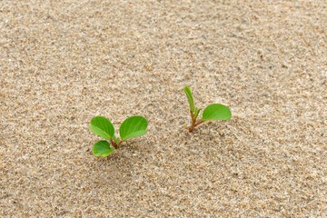 green plant on the beach with copy space.