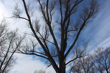Trees