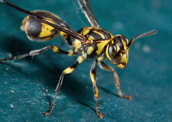 Macro Photo of Wasp on Turquoise Floor
