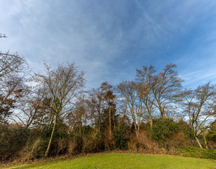 Obraz premium Trees in park