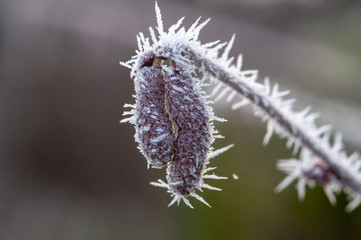 Frost