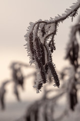 Frost