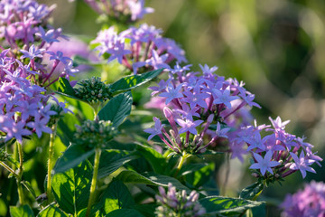 Pink pentas flower