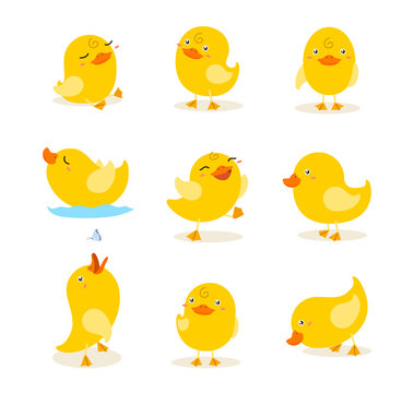 cute yellow duckling