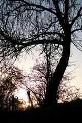 Fototapeta na wymiar Baum in der Natur bei Sonnenuntergang